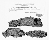 Arthothelium scandinavicum image